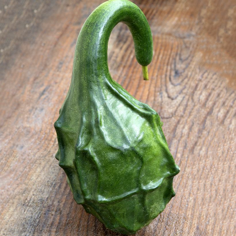 Pullokurpitsa Dinausaur (siemenet) (Sadonkorjuu)