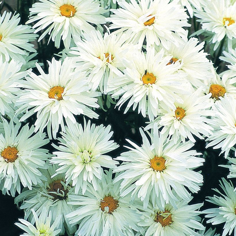Isopäivänkakkara Crazy Daisy (siemenet) (Kukinta)