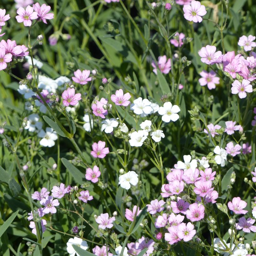 Mätäsharso Albarosa Mix (siemenet) (Kukinta)