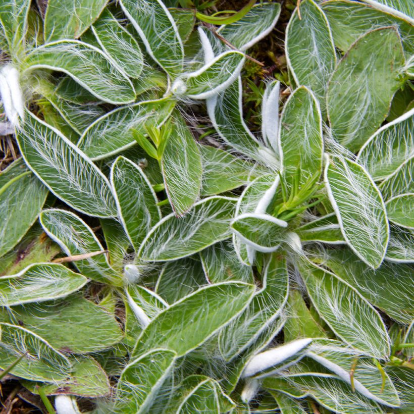 Huopavoikeltano (siemenet) - Pilosella officinarum (Lehvistö)