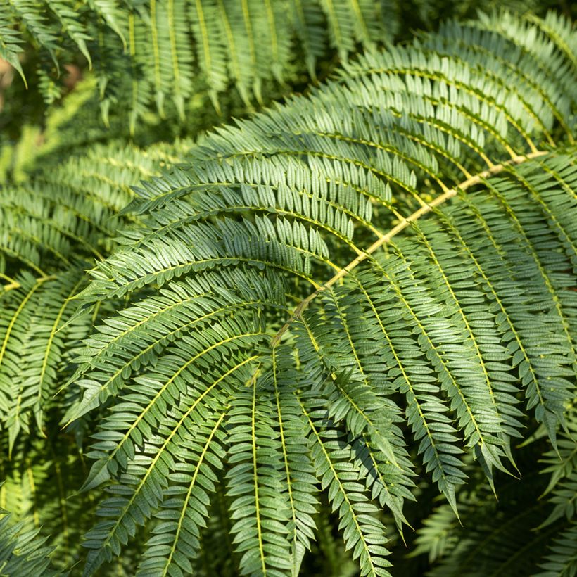 Jakaranda (siemenet) - Jacaranda mimosifolia (Lehvistö)