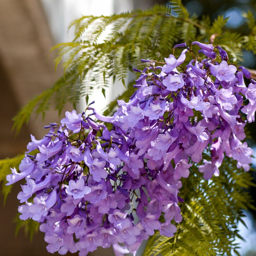Jakaranda (siemenet) - Jacaranda mimosifolia (Kukinta)