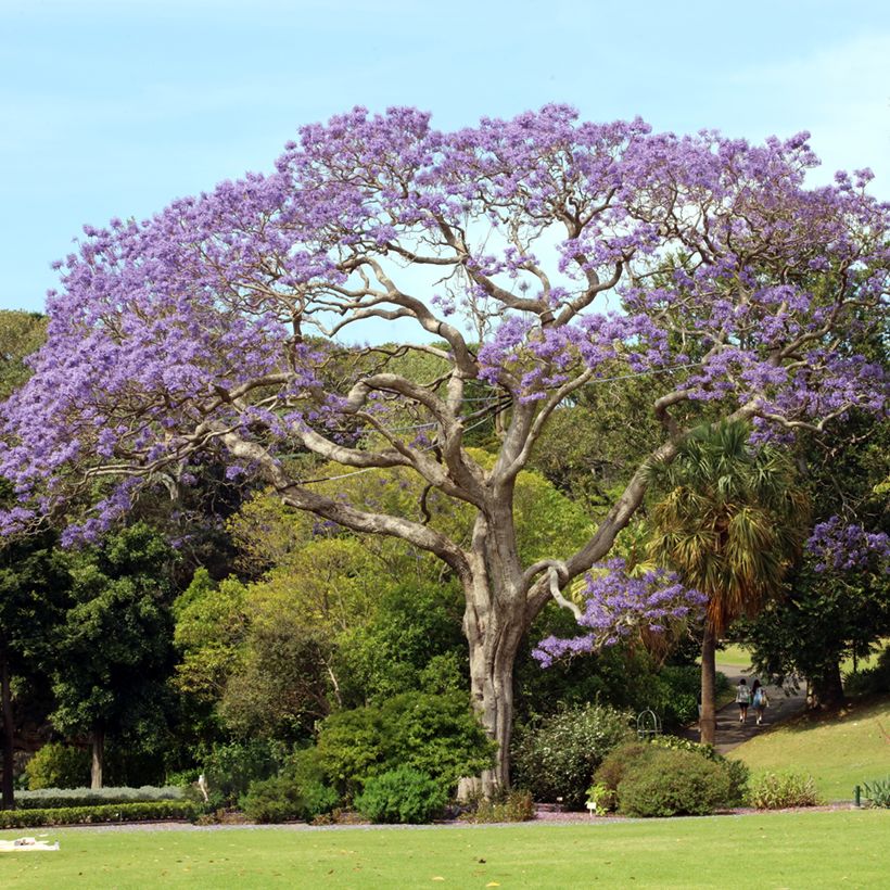 Jakaranda (siemenet) - Jacaranda mimosifolia (Kasvutapa)