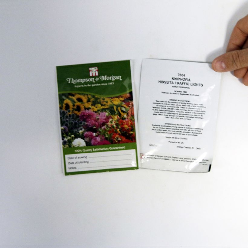 Esimerkki toimitetusta Soihtulilja Red Hot Poker Traffic Lights (siemenet) per pack of 20 seeds-taimesta
