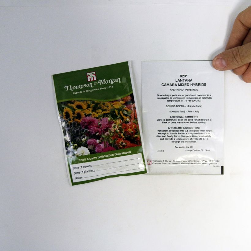 Esimerkki toimitetusta Kirjotulikruunu Mixed Hybrids (siemenet) per pack of 20 seeds-taimesta