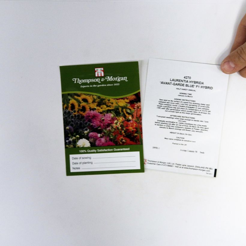 Esimerkki toimitetusta Laurentia Avant-Garde Blue F1 Hybrid (siemenet) per pack of 50 seeds-taimesta