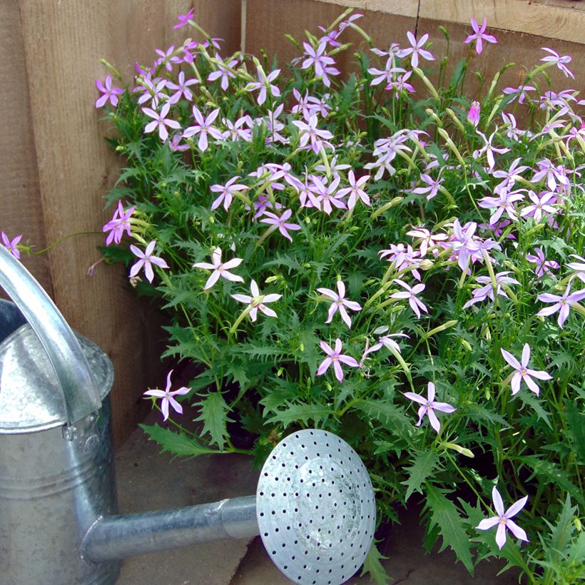 Tähtilobelia Blue Star (siemenet) (Kasvutapa)