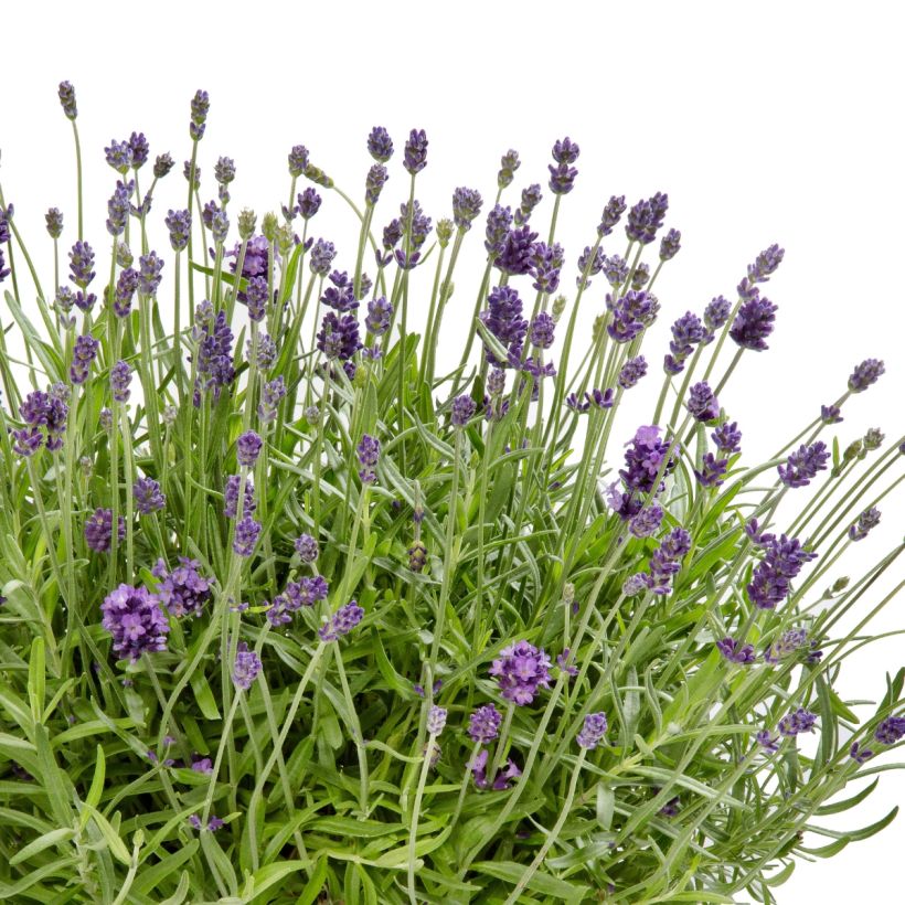 Tähkälaventeli Cleo-Patio Blue (siemenet) (Kukinta)