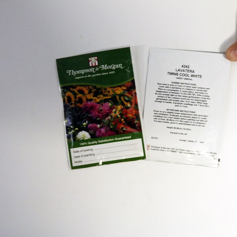 Esimerkki toimitetusta Kesämalvikki Twins Cool White (siemenet) per pack of 25 seeds-taimesta