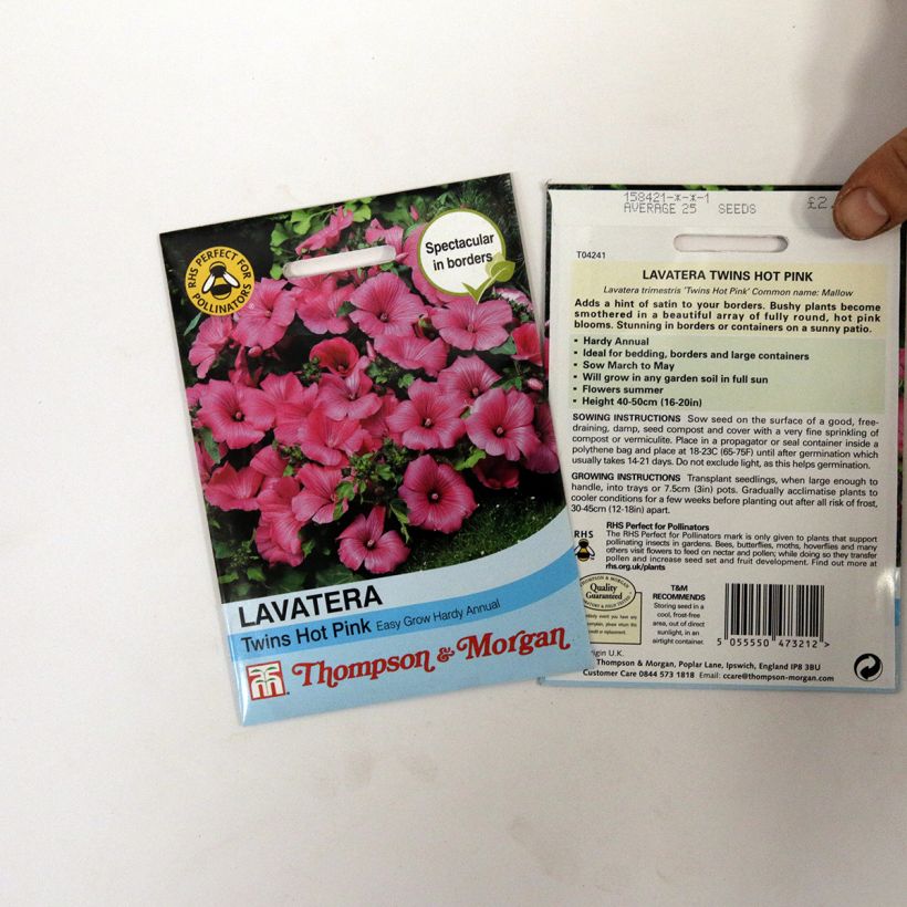 Esimerkki toimitetusta Kesämalvikki Twins Hot Pink (siemenet) per pack of 25 seeds-taimesta