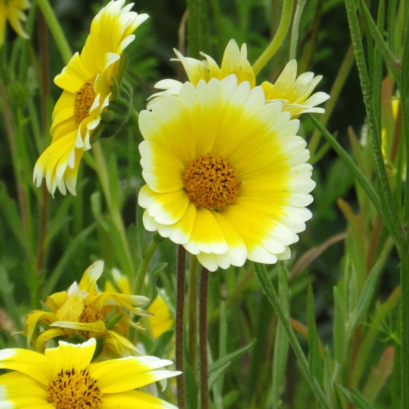 Layia platyglossa Tidy Tips (siemenet) (Kukinta)