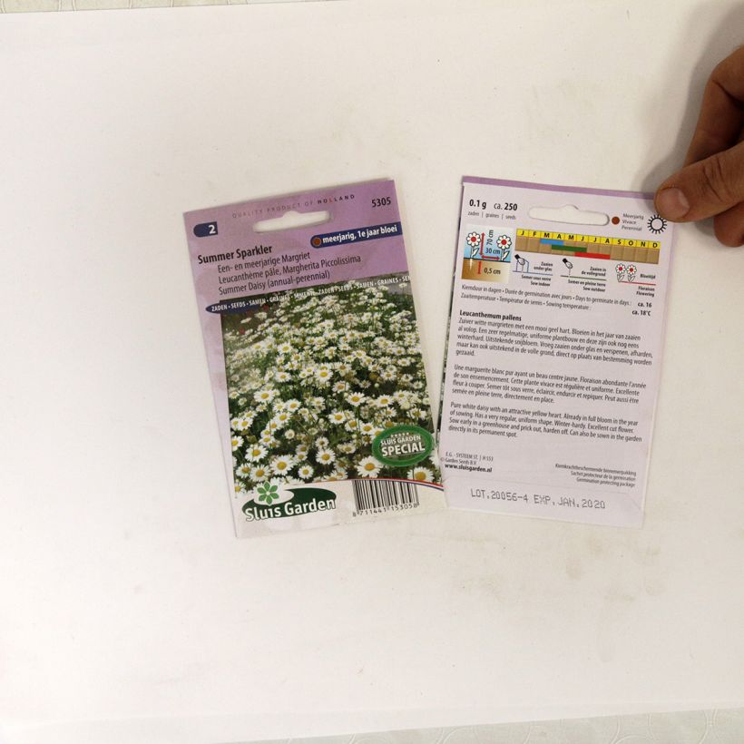 Esimerkki toimitetusta Isopäivänkakkara Summer Sparkler (siemenet) per pack of 250 seeds-taimesta