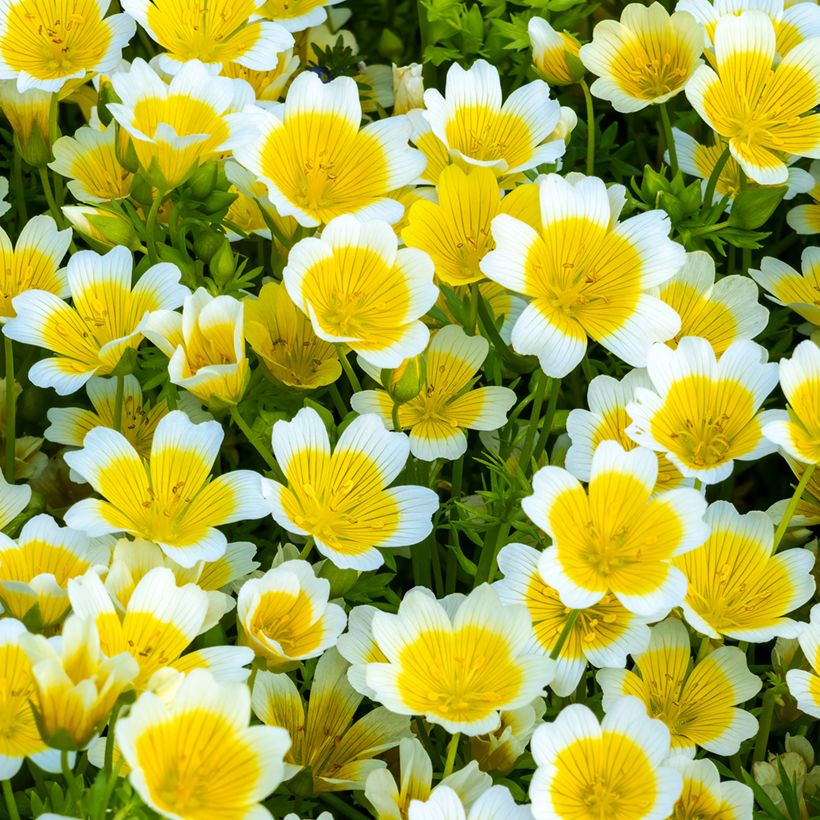 Hilppa (siemenet) - Limnanthes douglasii (Kukinta)