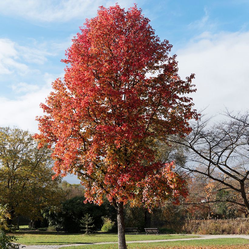 Lännenambrapuu (siemenet) - Liquidambar styraciflua (Kasvutapa)