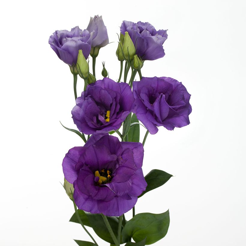 Preeriaeustoma Cessna Blue III F1 (pilleröidyt siemenet) (Kukinta)