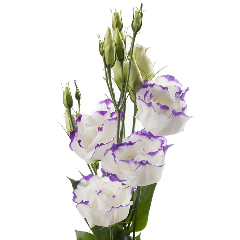 Preeriaeustoma Cessna Blue Picotee III F1 (pilleröidyt siemenet) (Kukinta)
