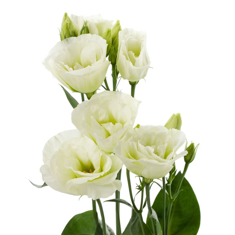 Preeriaeustoma Cessna Green III F1 (pilleröidyt siemenet) (Kukinta)
