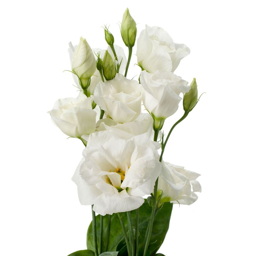 Preeriaeustoma Cessna Pure White III F1 (pilleröidyt siemenet) (Kukinta)