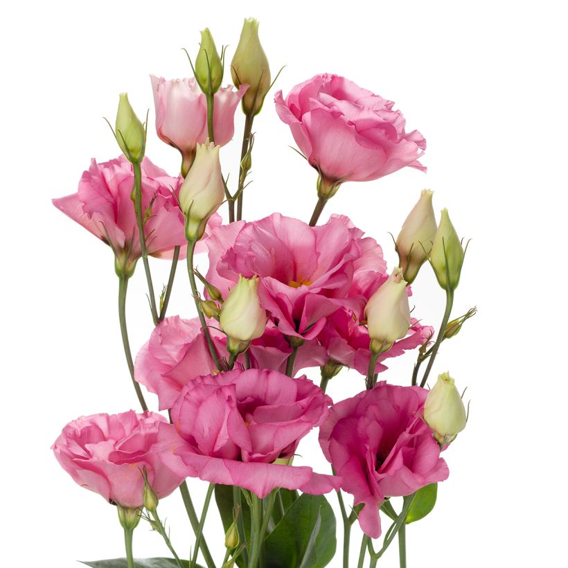 Preeriaeustoma Cessna Rose III F1 (pilleröidyt siemenet) (Kukinta)