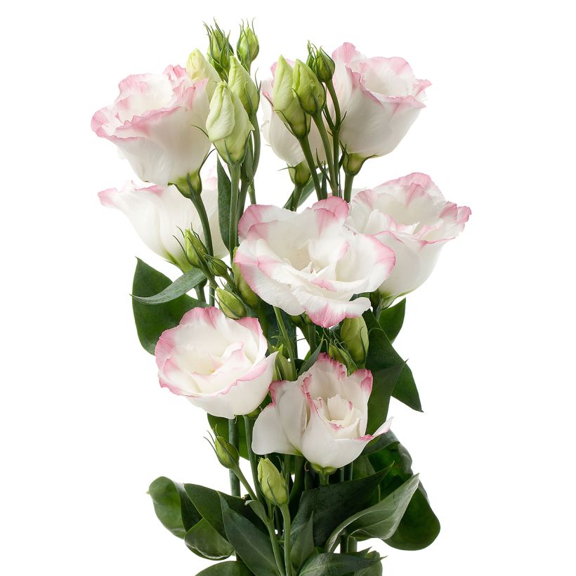 Preeriaeustoma Cessna Rose Picotee III F1 (pilleröidyt siemenet) (Kukinta)
