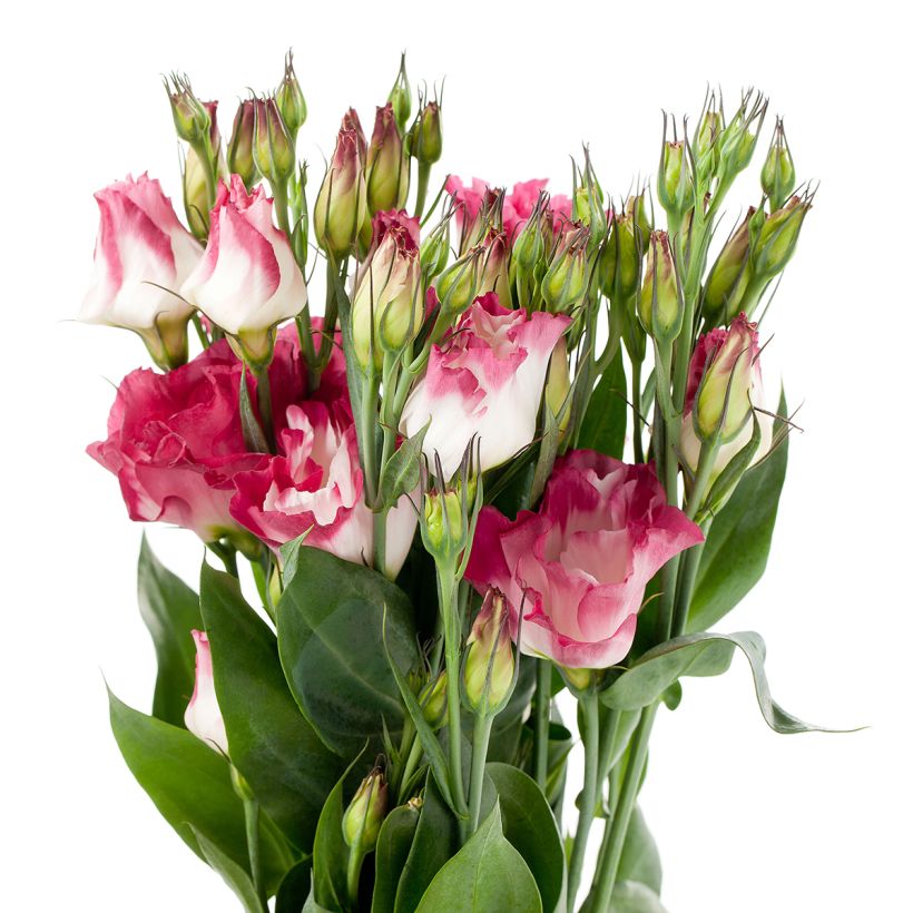 Preeriaeustoma Cessna Vogue IV F1 (pilleröidyt siemenet) (Kukinta)