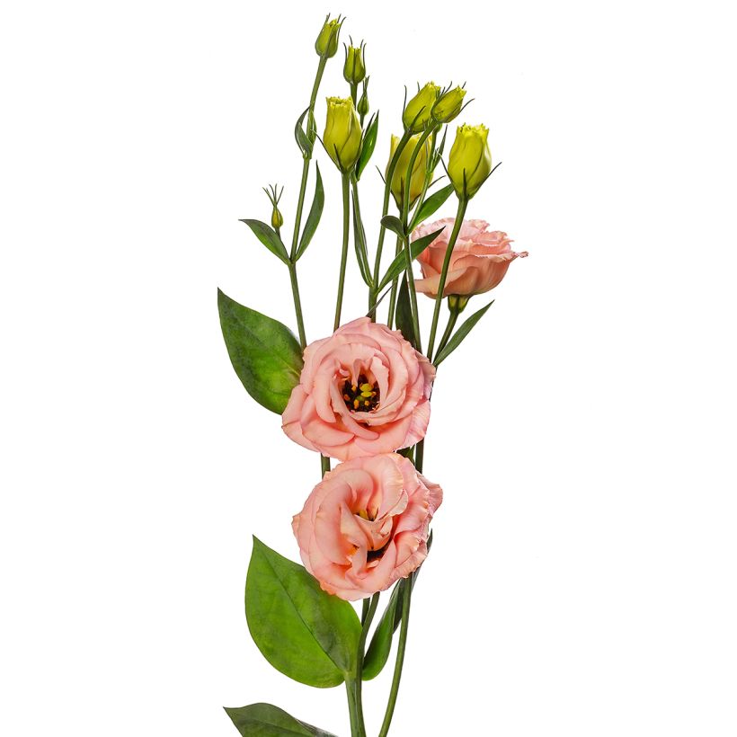 Preeriaeustoma LisAdora Apricot III F1 (pilleröidyt siemenet) (Kukinta)