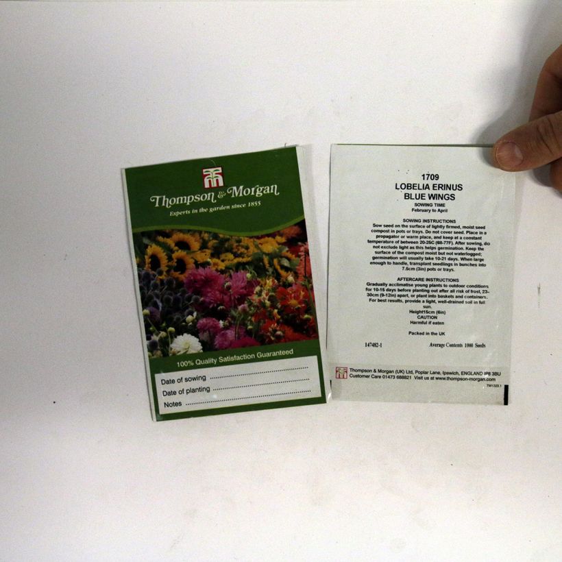 Esimerkki toimitetusta Sinilobelia Blue Wings (siemenet) per pack of 1000 seeds-taimesta