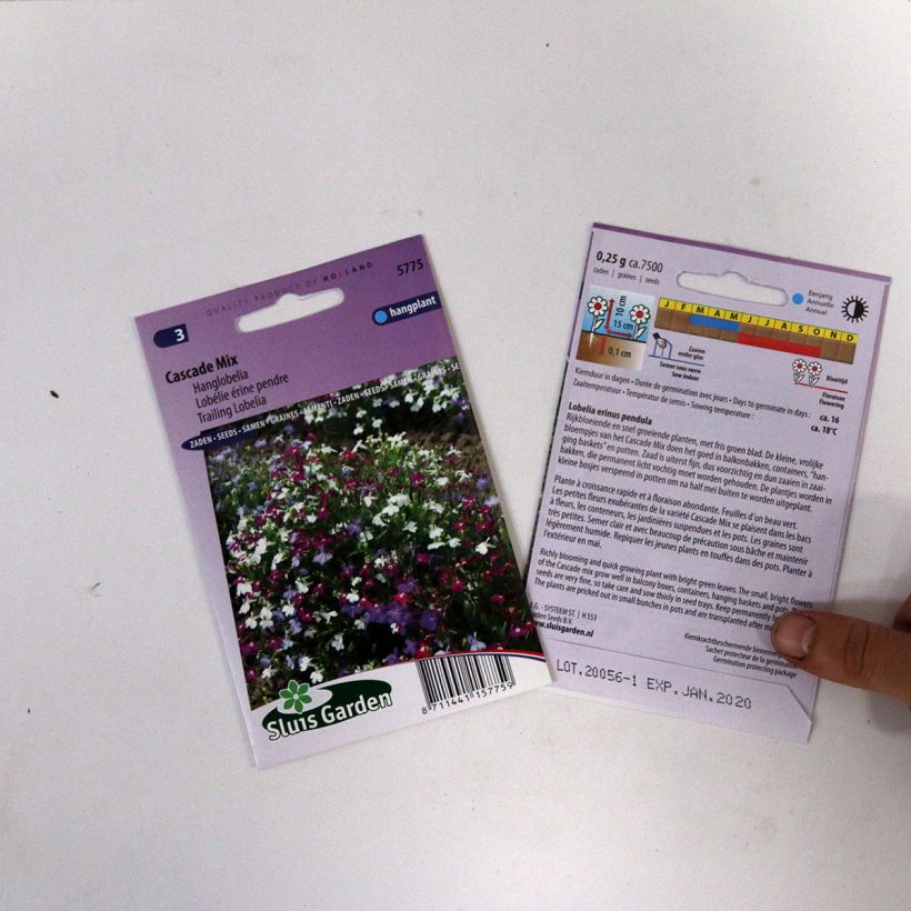 Esimerkki toimitetusta Sinilobelia Cascade (siemenet) 5100 siemenen pussi (0,2g)-taimesta