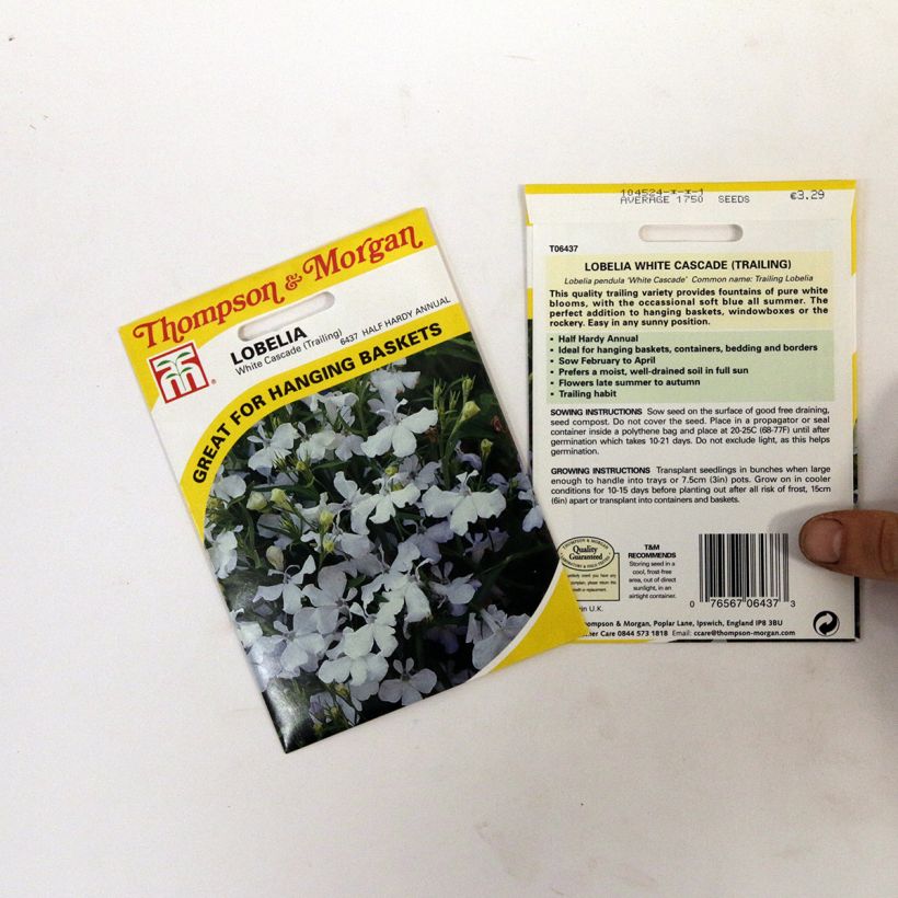 Esimerkki toimitetusta Sinilobelia White cascade (siemenet) per pack of 1750 seeds-taimesta