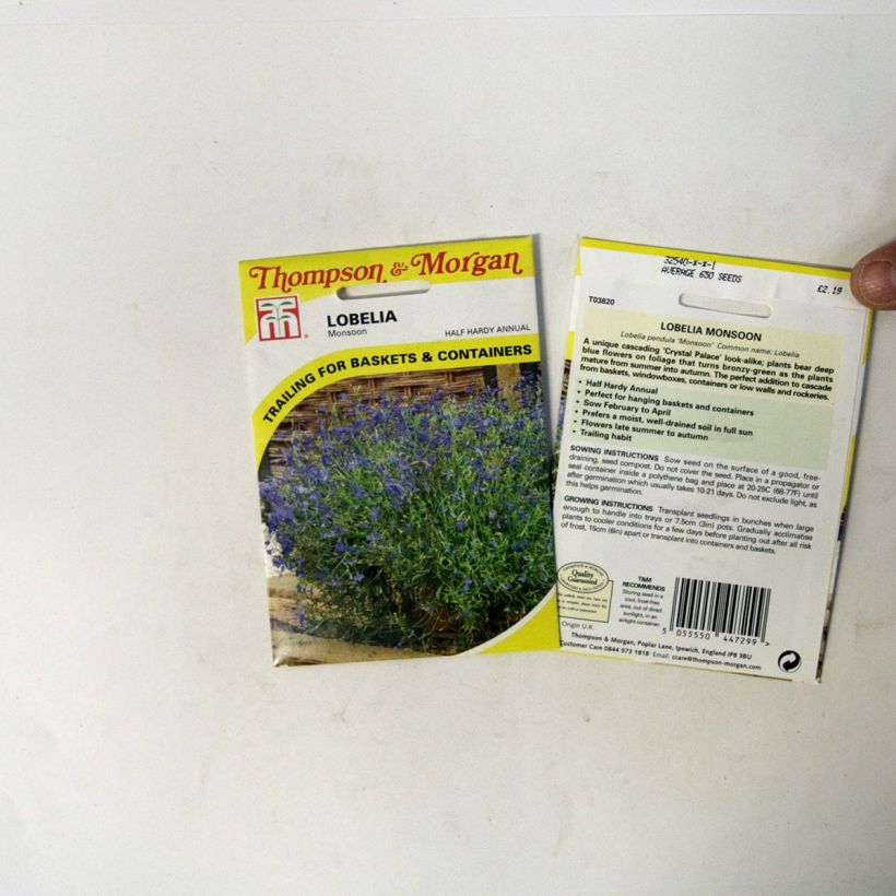 Esimerkki toimitetusta Sinilobelia Monsoon (siemenet) per pack of 650 seeds-taimesta