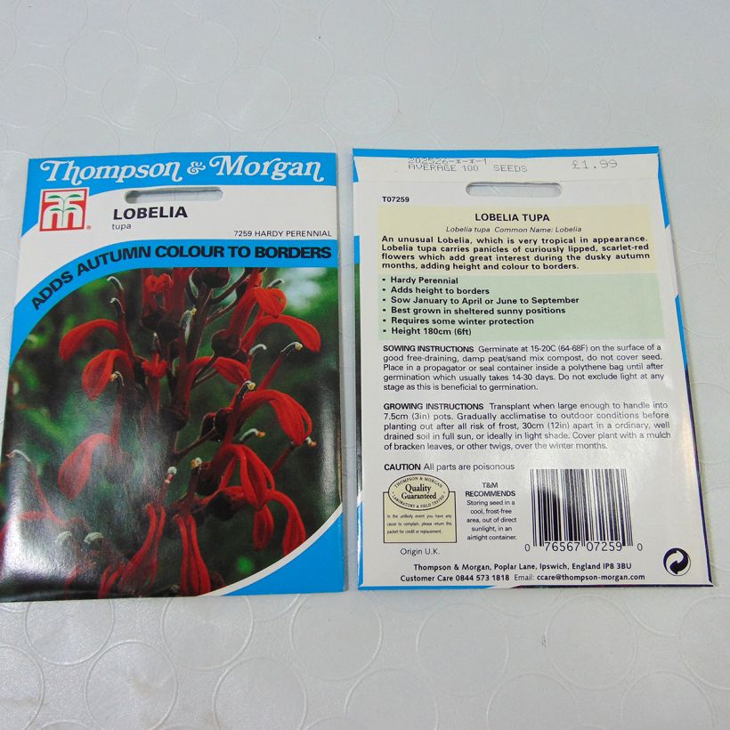 Esimerkki toimitetusta Liekkilobelia (siemenet) - Lobelia tupa per pack of 100 seeds-taimesta