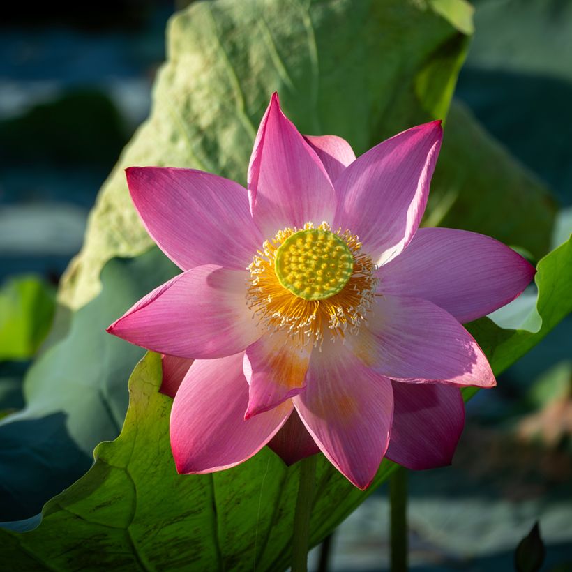 Intianlootus (siemenet) - Nelumbo nucifera (Kukinta)
