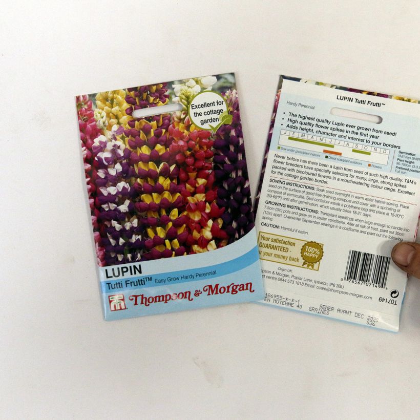 Esimerkki toimitetusta Komealupiini Tutti Frutti (siemenet) per pack of 40 seeds-taimesta