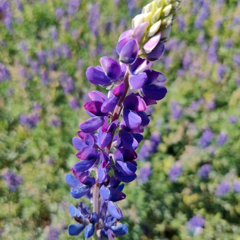 Komealupiini Avalune Blue (siemenet) (Kukinta)