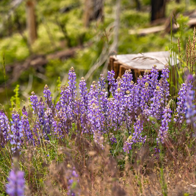Komealupiini (siemenet) - Lupinus perennis (Kasvutapa)