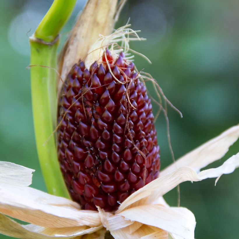 Maissi Fraise (siemenet) (Sadonkorjuu)