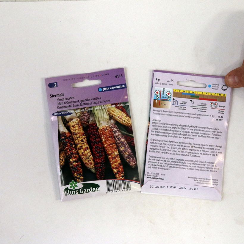Esimerkki toimitetusta Koristemaissit Grandes variétés (siemenet) per pack of 25 seeds-taimesta