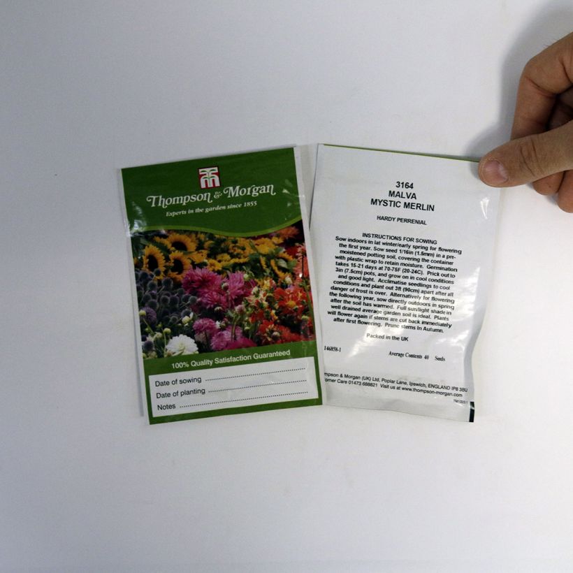 Esimerkki toimitetusta Kiiltomalva Mystic Merlin (siemenet) per pack of 40 seeds-taimesta