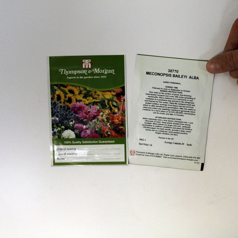 Esimerkki toimitetusta Sinivaleunikko Alba (siemenet) per pack of 30 seeds-taimesta