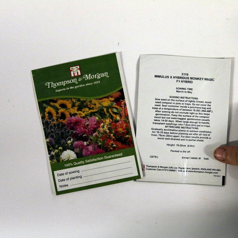 Esimerkki toimitetusta Apinankukka Monkey Magic (siemenet) per pack of 40 seeds-taimesta