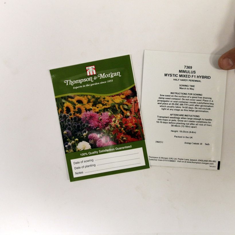 Esimerkki toimitetusta Apinankukka Mystic Mixed (siemenet) per pack of 50 seeds-taimesta