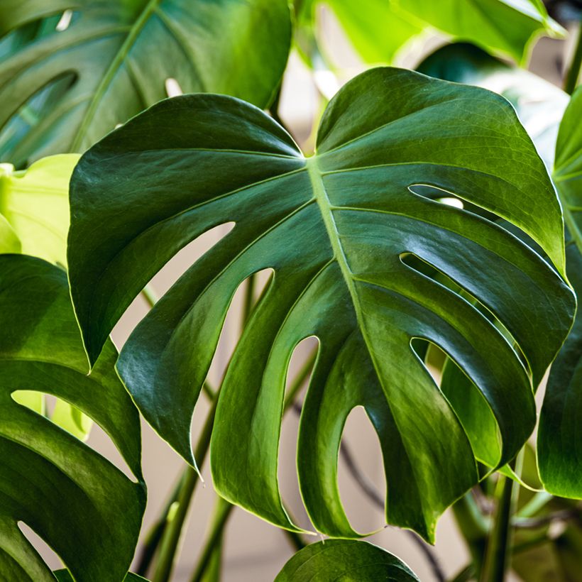 Jättipeikonlehti (siemenet) - Monstera deliciosa (Lehvistö)
