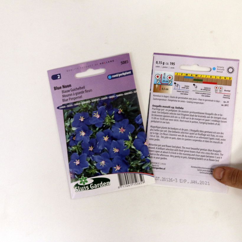 Esimerkki toimitetusta Punga Blue Noon (siemenet) per pack of 250 seeds (0,2g)-taimesta