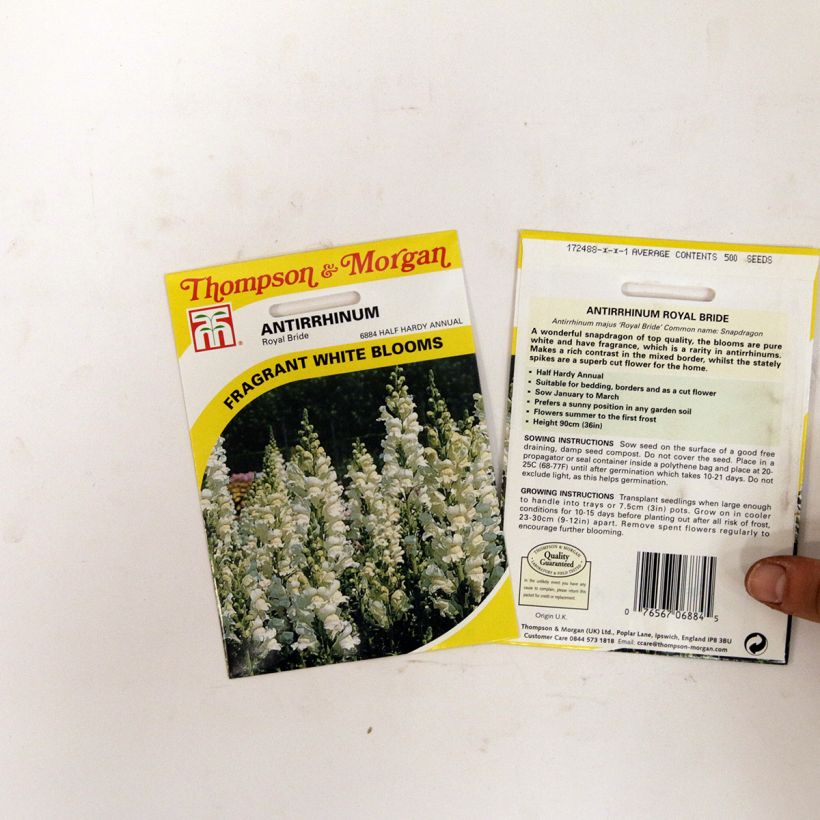 Esimerkki toimitetusta Leijonankita Royal Bride (siemenet) per pack of 2550 seeds (0,4g)-taimesta