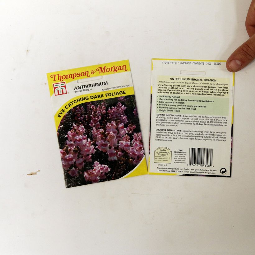 Esimerkki toimitetusta Leijonankita Nanum Bronze Dragon (siemenet) per pack of 100 seeds-taimesta