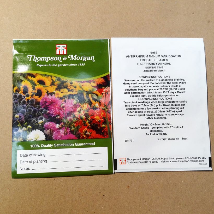 Esimerkki toimitetusta Leijonankita Frosted Flames (siemenet) per pack of 100 seeds-taimesta