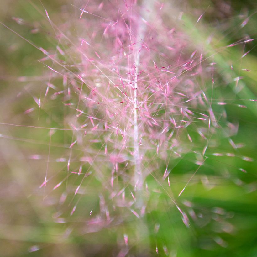 Muhlenbergia capillaris Ruby (siemenet) (Kukinta)