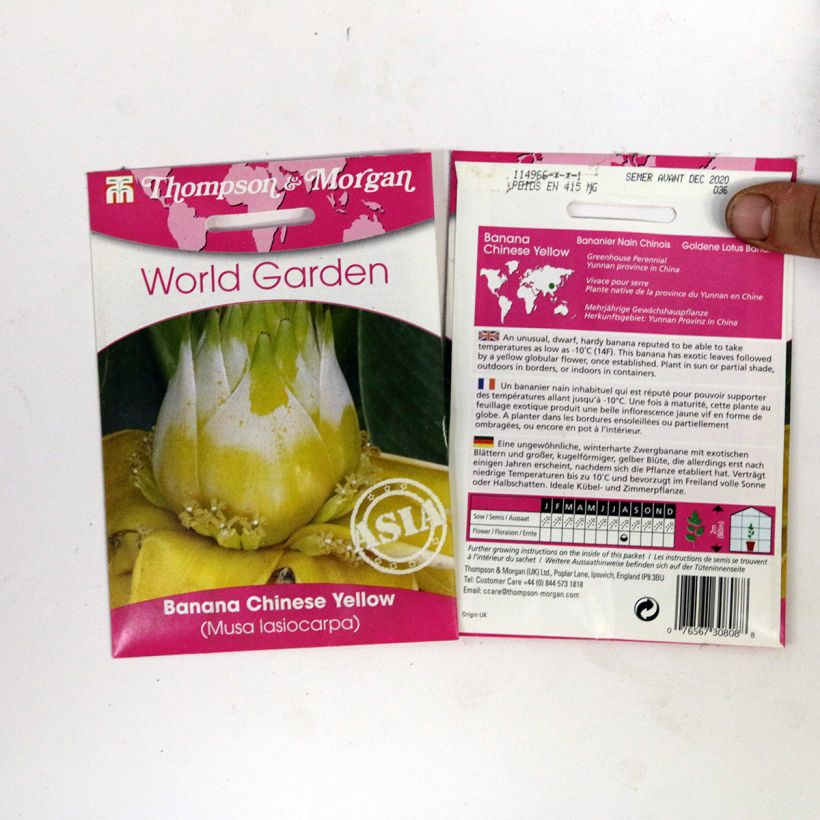 Esimerkki toimitetusta Musella lasiocarpa (siemenet) per pack of 4 seeds-taimesta