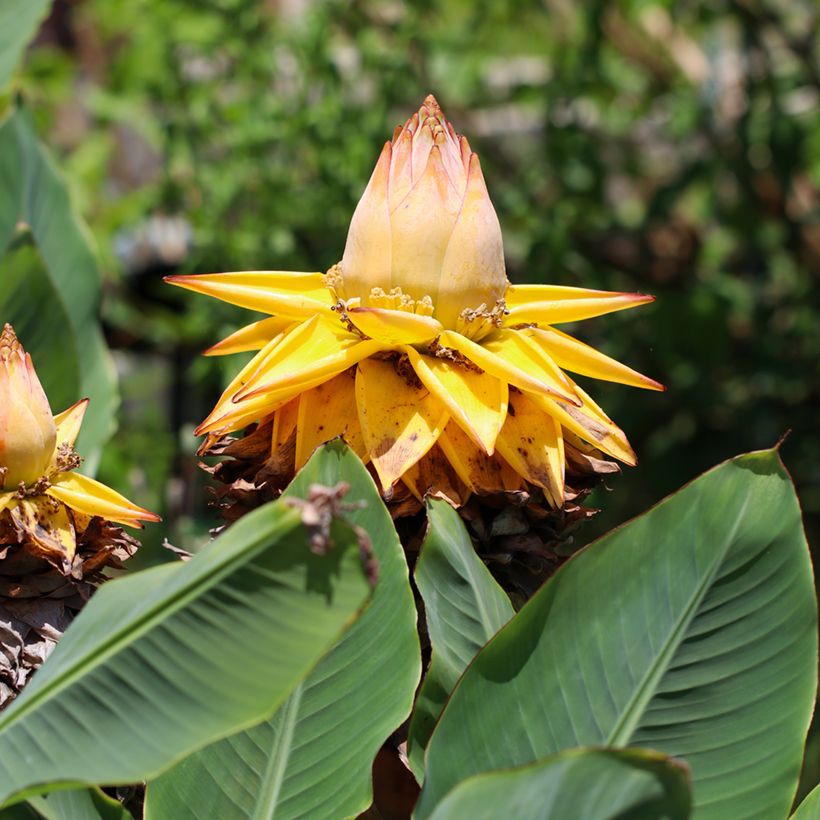 Musella lasiocarpa (siemenet) (Kukinta)