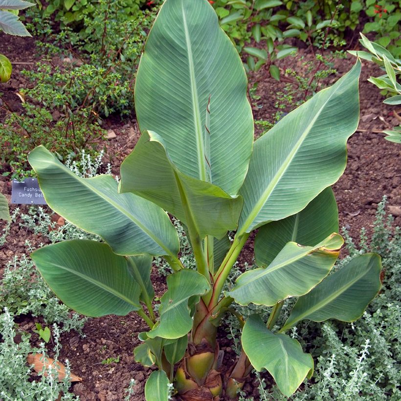 Musella lasiocarpa (siemenet) (Kasvutapa)